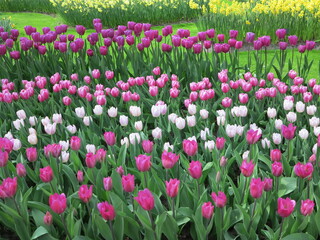 Purple, Pink and White Tulips at Keukenhof, Holland