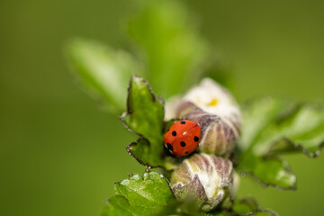 ladybug on a leaf