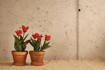 Vasi di tulipani su sfondo di cemento