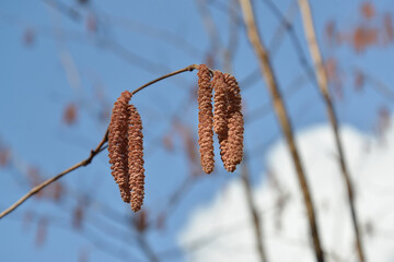 Common hazel earrings (hazel), purple form (Corylus avellana (L.) H. Karst. Purpurea)