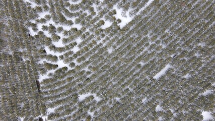 Aerial photo of a snowy forest with pine trees in winters