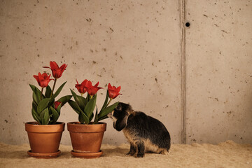 Coniglio e tulipani
