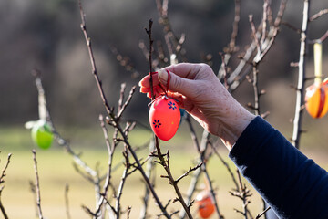 Zum Osterfest werden Ostereier  am Strauch aufgehängt
