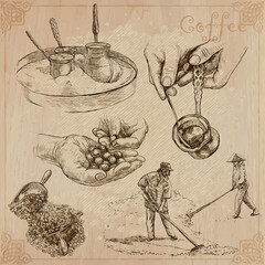 Coffee harvesting and processing. Agriculture. An hand drawn vector illustration. - 423404867