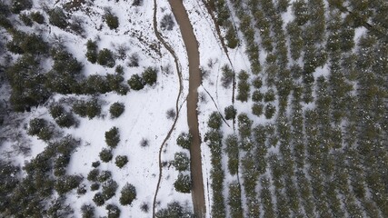 Aerial photo of a snowy forest with pine trees in winters