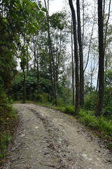 Obraz premium Green forest