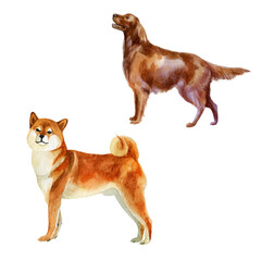 Watercolor illustration, set. Images of dogs. Red hunting breed and fluffy dog.