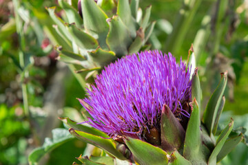 Purple artichoke flower