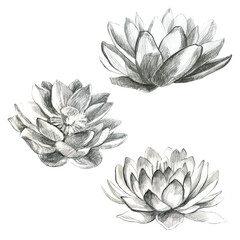 Lotus. Pencil lotus flower. Water lily. Pencil drawing of a water lily flower.
