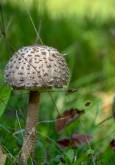 Mushroom in the forest