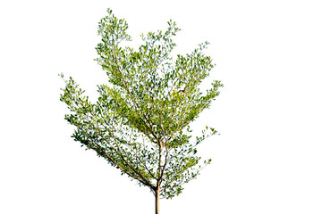 Obraz premium Tree isolated on white background high resolution for graphic decoration, suitable for both web and print media