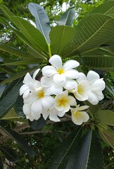 Thai Frangipani flower