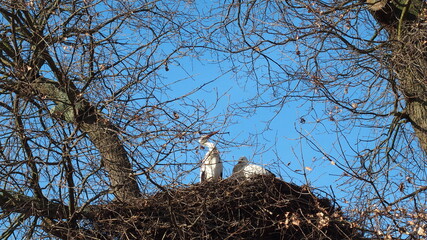 St&ouml;rche im Nest
