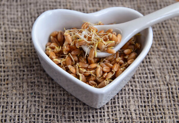 Wheat sprouts. Sprouted wheat seeds in a white heart shaped bowl on a burlap cloth background.Healthy diet, vegetarian food or superfood concept.Selective focus.