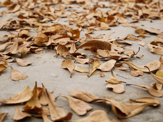 dried brown leaf autumn leaves background