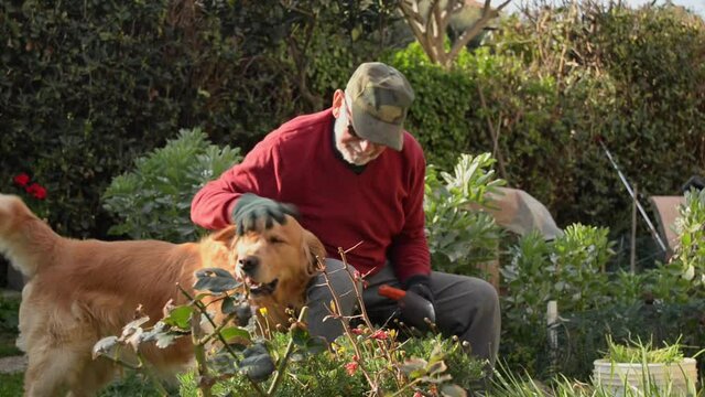 Uomo anziano col suo cane fa giardinaggio