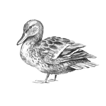 Duck. Freehand pencil illustration. Sketch, sketch of a bird.