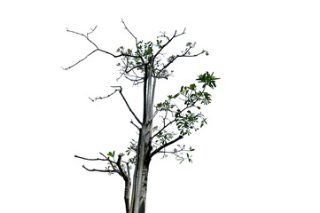 Tree isolated on white background high resolution for graphic decoration, suitable for both web and print media