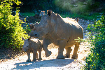 Mother White Rhino protecting her baby 