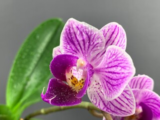 Obraz premium Purple orchid flower
