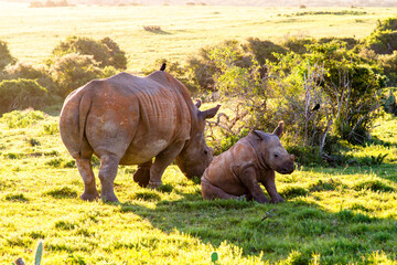 Mother White Rhino protecting her baby 