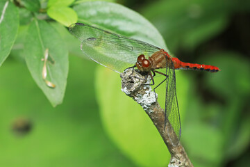 Male Ruby Meadowhawk dragonfly, Sympetrum rubicundulum, on a twig
