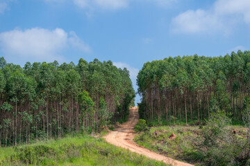 dirt road in the middle of eucalyptus plantation