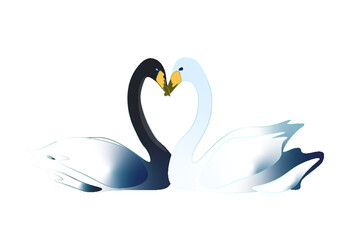 Two swans enjoying their time.