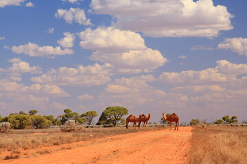 Australian outback wilderness and remoteness and wild camels