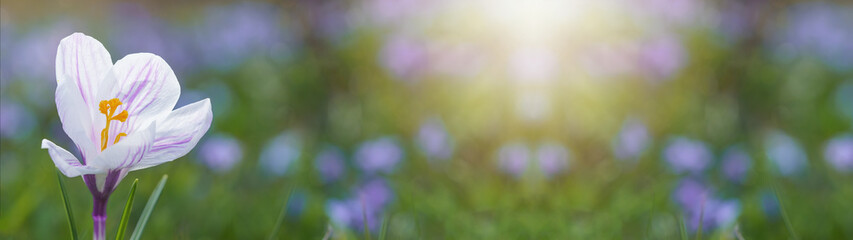 Spring awakening - Closeup of white purple cloth-of-silver crocus ( Crocus versicolor ) on green...