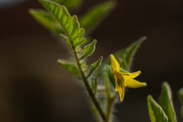 first cherry tomato flower, urban garden