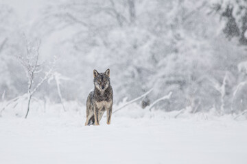 Wolves in winter weather.