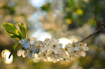 blossoming branch of a cherry tree