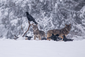 Wolves in winter weather.