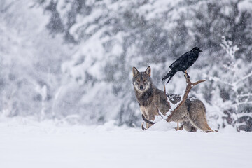 Wolves in winter weather.