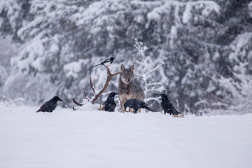 Wolves in winter weather.