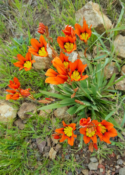 Orange Flowers In The Garden