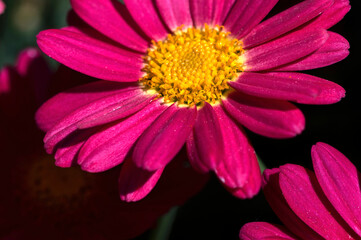 Obraz premium Macro shot of vibrant pink marguerites (Leucanthemum) in the sun.