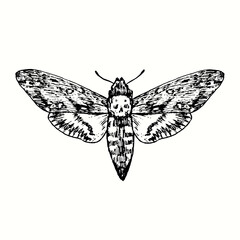 Plakat The death's-head hawkmoth (Acherontia atropos, Acherontia styx, Acherontia lachesis) front view. Ink black and white doodle drawing in woodcut style. 