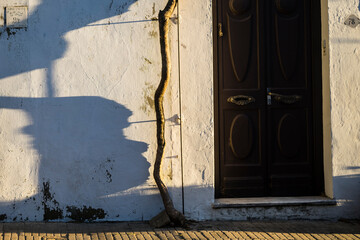 the profile of the tree