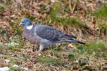 pigeon ramier