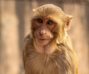 portrait of a baboon