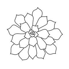 Hand drawn cute succulent in style doodle. graphic sketch home flower Pulidonis. Vector illustration, isolated elements on a white background.