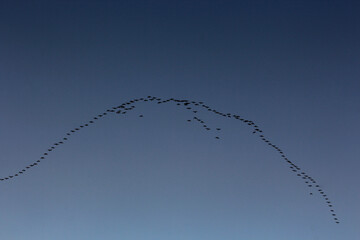 Ducks flying in formation.