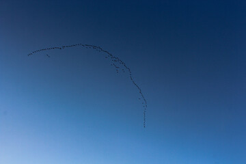 Ducks flying in formation.