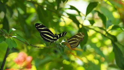 Fototapeta na wymiar Zebra Longwing butterfly courtship dance while flying