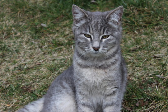 tabby cat on grass