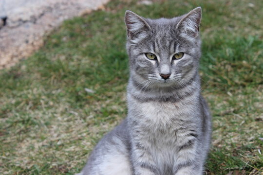 cool tabby cat on grass