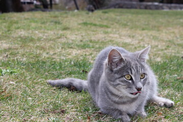 Naklejka na ściany i meble silver cat on the grass - tongue out cat