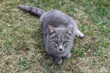 Naklejka na ściany i meble silver cat on the grass